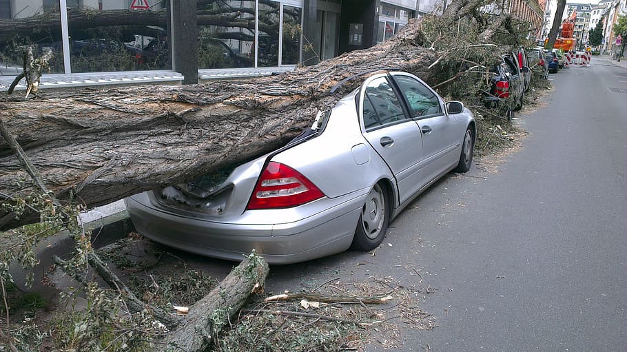 queda de árvore, topo, carro, árvore caída, automático, frente, tornado, danos, seguro, estrada