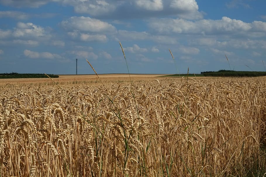 Cereals, Cornfield, Spike, Field, agriculture, grain, summer, wheat, wheat field, nature
