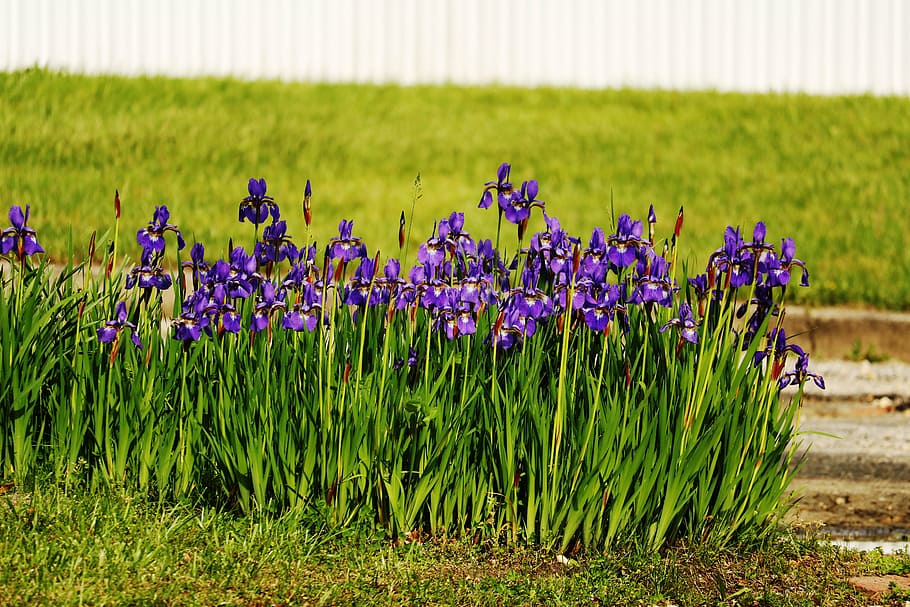 bloom, flowers, grow, growth, iris, pedals, plant, purple, field, agriculture