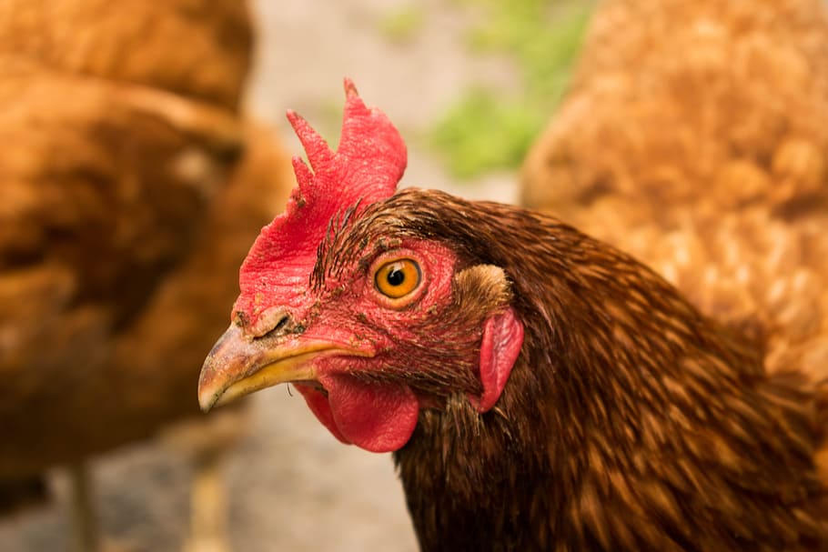 Poultry, Chicken, Hen, chicken - Bird, bird, farm, agriculture, animal, livestock, rural Scene
