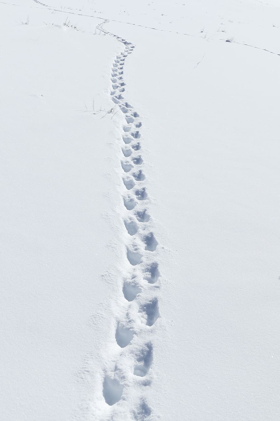 snow, badger tracks, wildlife, nature, winter, cold, footprint, outdoors, trail, white color