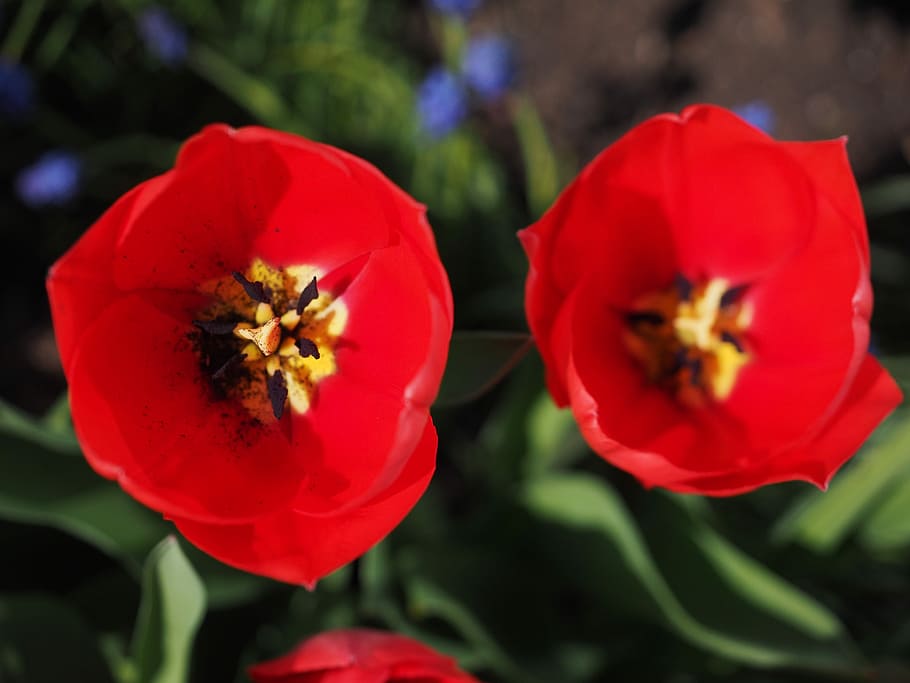 Tulipanes, Flores, Primavera, Cerrar, rojo, colorido, color, tulipa, lirio, liliaceae