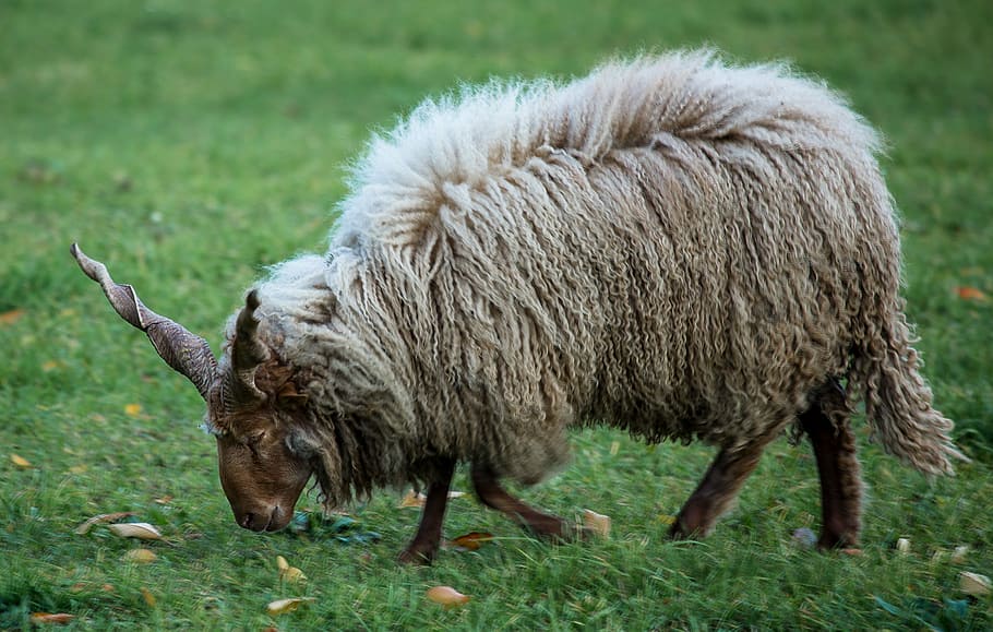 lamb, sheep, pets, four-legged, white, animal, farm, grass, agriculture, livestock