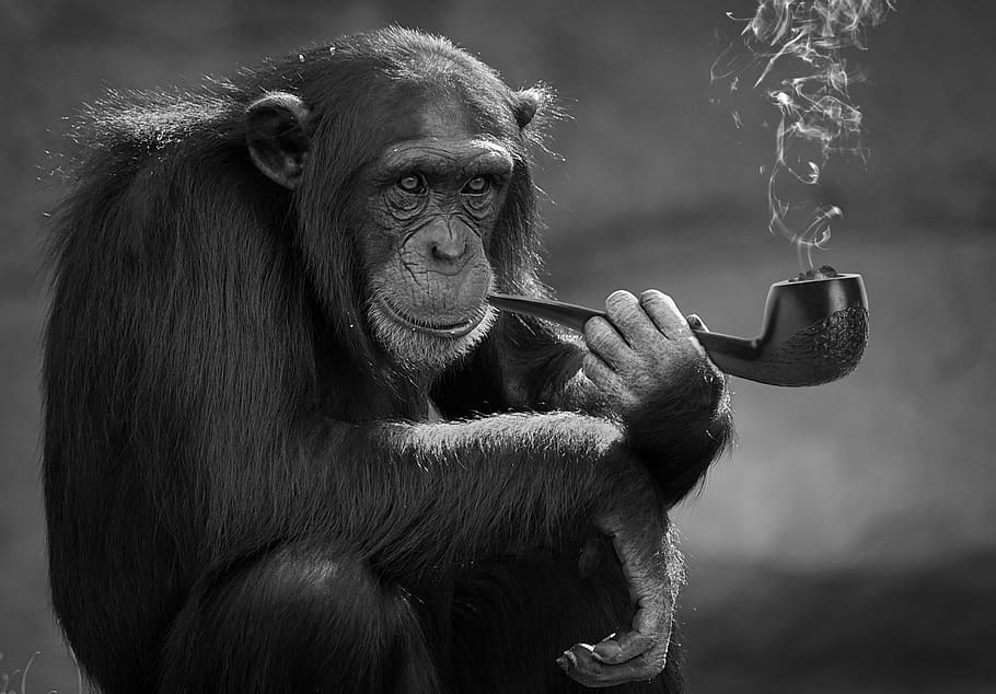 fumar, mono, primate, animal, mamífero, fauna animal, animales salvajes, vertebrado, un animal, personas