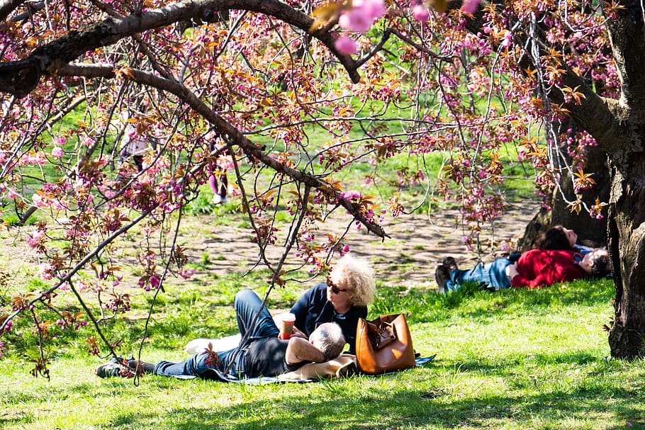 new york city, central park, relaxation, couple, sunbathing, cherry ...