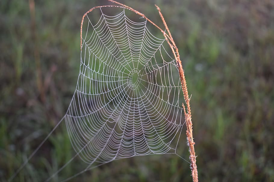 spider, spiderweb, nature, trap, cobweb, dew, spider web, focus on foreground, close-up, fragility