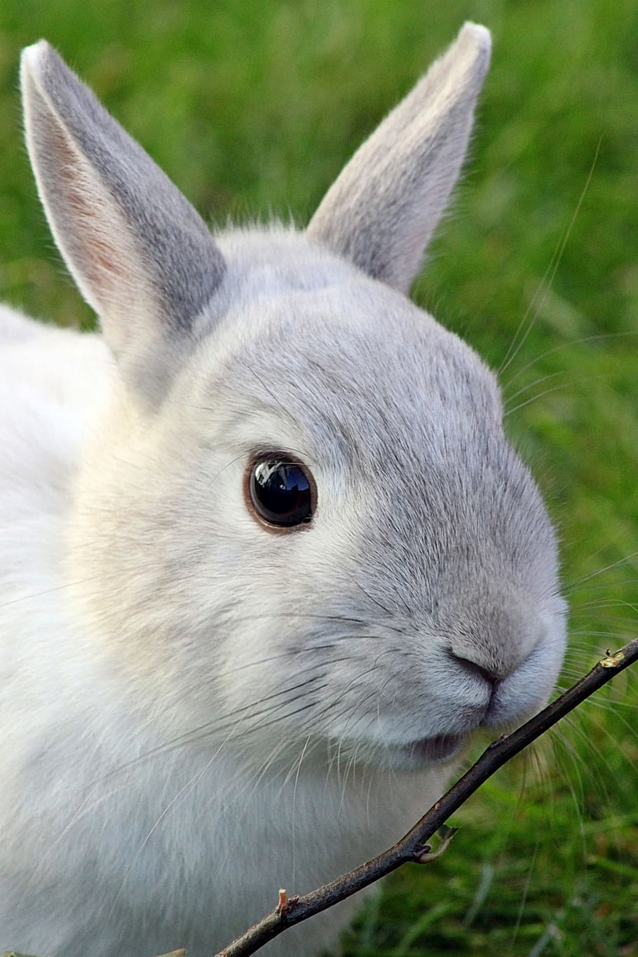selective, focus photography, twig, white, rabbit, dwarf rabbit, dwarf bunny, pet, animal world, animal