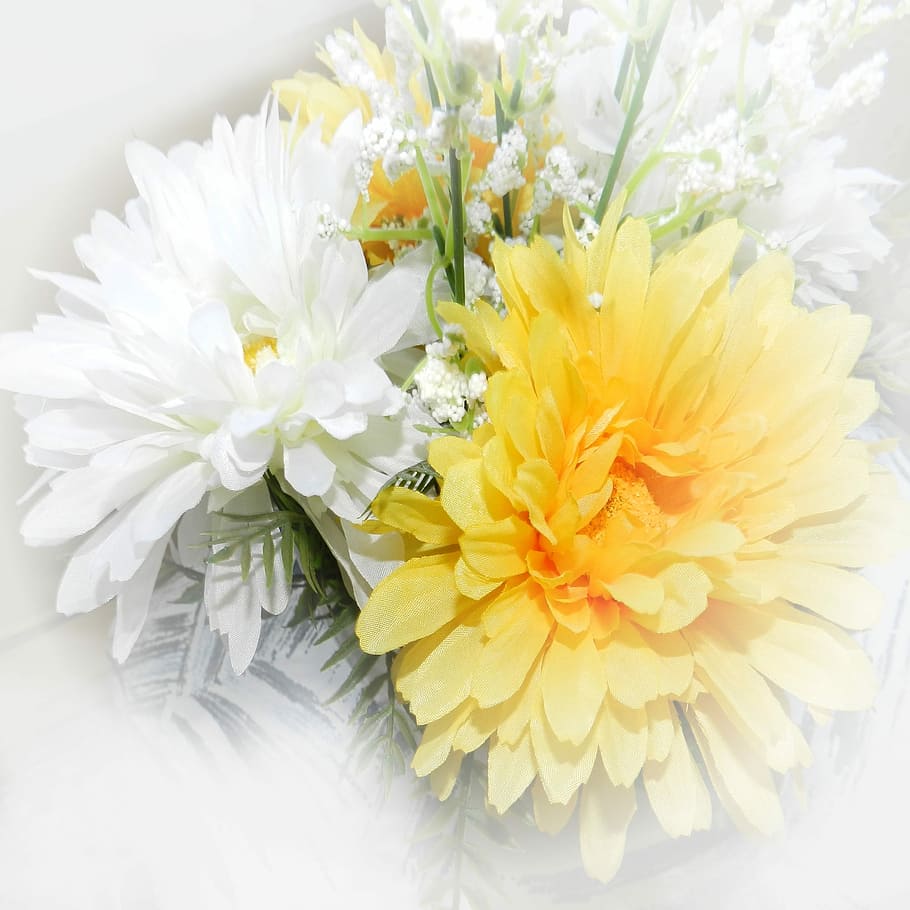 Paper, Background, Scrapbooking, Flowers, yellow, white, nature, plant, spring, flower