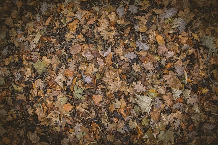 daun coklat, warna musim gugur, daun musim gugur, musim gugur, coklat, wallpaper hd, fotografi alam, tekstur, latar belakang, bingkai penuh