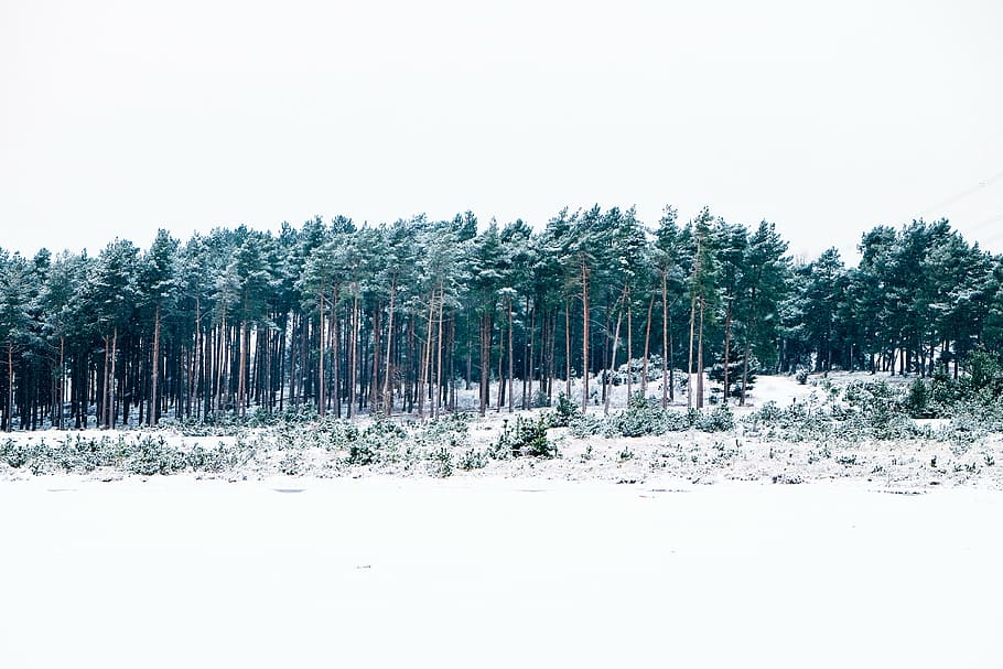 snow-covered, forest, daytime, green, trees, covered, snow, winter, cold, white