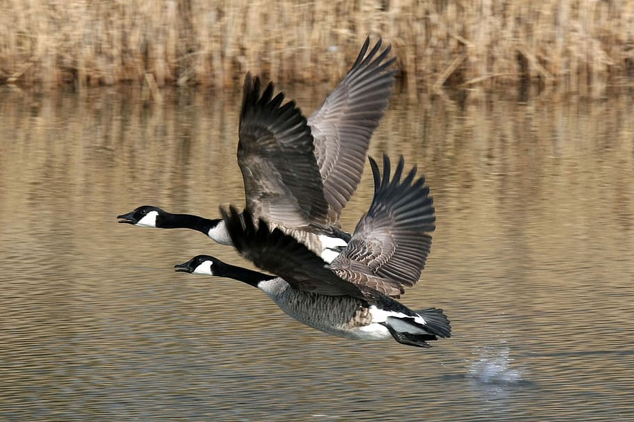 two, brown, ducks, flying, water, daytime, bird, goose, waters, duck