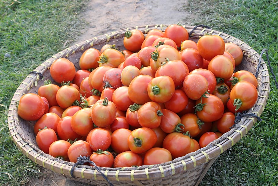 buah, makanan, sayur, sehat, tumbuh, tomat, pertanian desa, pertanian, makanan dan minuman, makan sehat