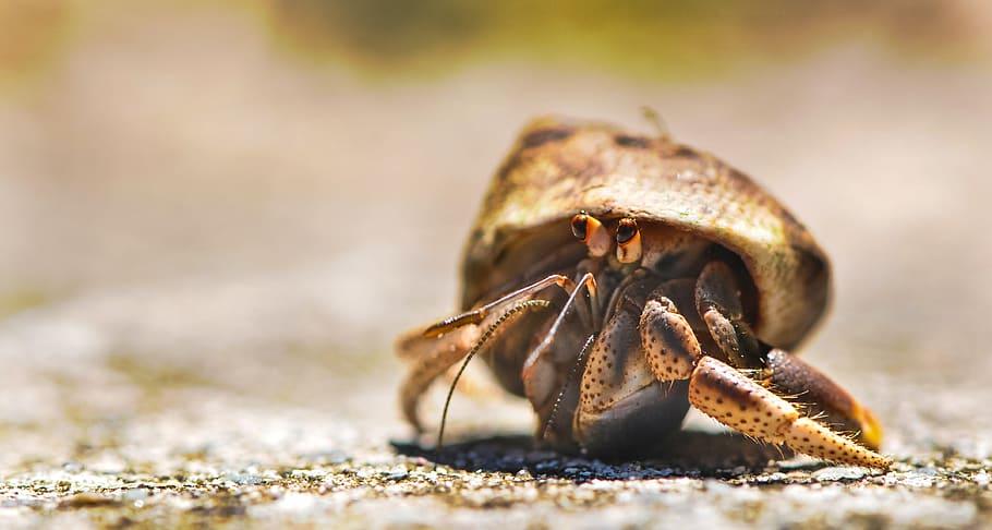 shallow, focus photography, brown, gold hermit crab, daytime, shallow focus, photography, gold, hermit crab, crab