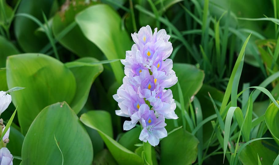 jacinto de agua, jacinto, flor, lila, estanque, acuático, flora, hoja,  jardín, primer plano | Pxfuel