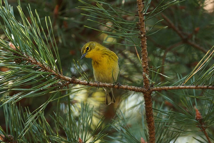 yellow, green, bird, tree branch, green bird, pine warbler, wildlife, nature, perched, pine tree