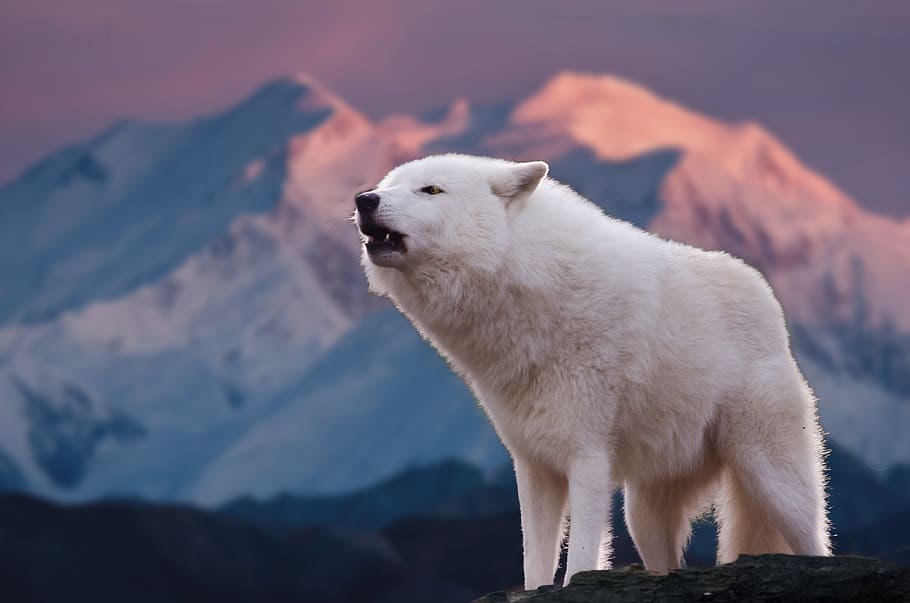 fotografi closuep, putih, beruang, gunung, salju, sangat dingin, musim dingin, alam, mamalia, serigala