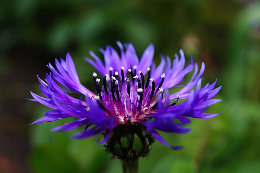紫, 選択的, フォーカス写真, コーンフラワー, ケンタウレアシアヌス, 開花, 青, 春, マクロ, 自然