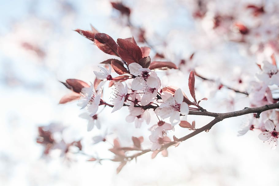 ピンクの春の花, ピンク, 春の花, 花, 植物, 青い空, 開花, 春, 小枝, 枝