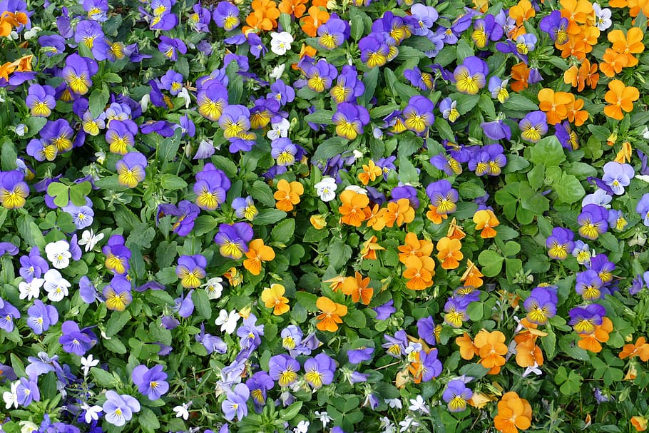 viola, 400–500, pansy, flower, nature, violet, blossom, bloom, garden, spring