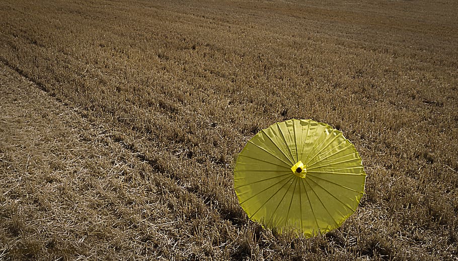 summer, yellow, field, wheat, sunshade, nature, color, land, high angle view, day