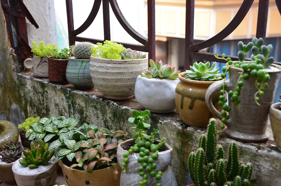 terrarium, tree, pottery, growth, plant, potted plant, nature, green color, succulent plant, day