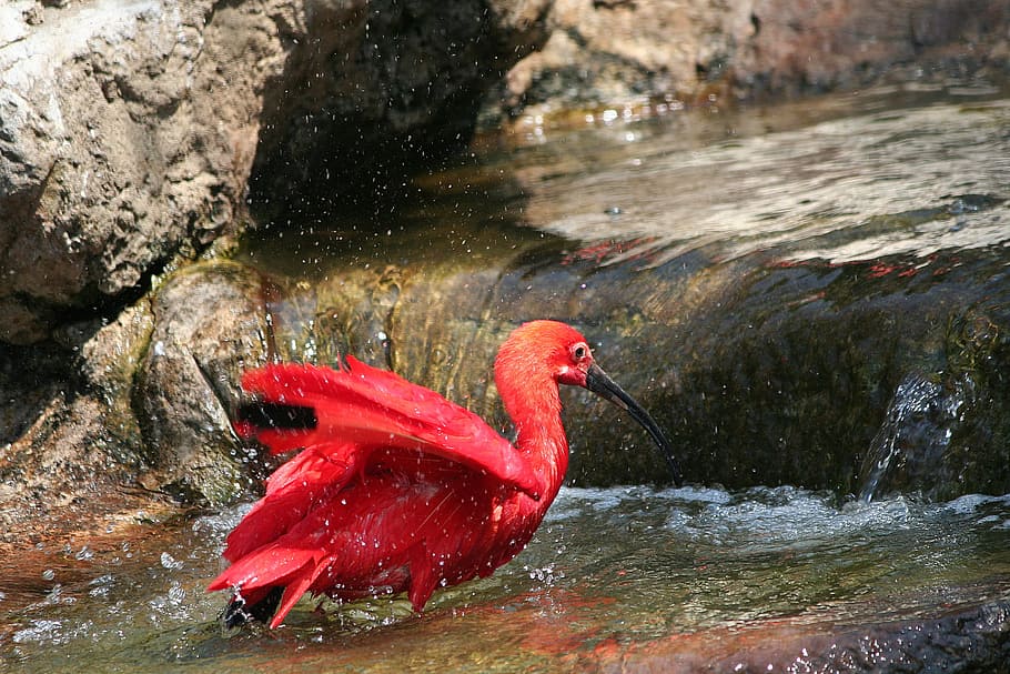 animal, pájaro, ibis escarlata, rojo, naturaleza exótica, monte bird park sa, cautivo, agua, vertebrado, temas de animales