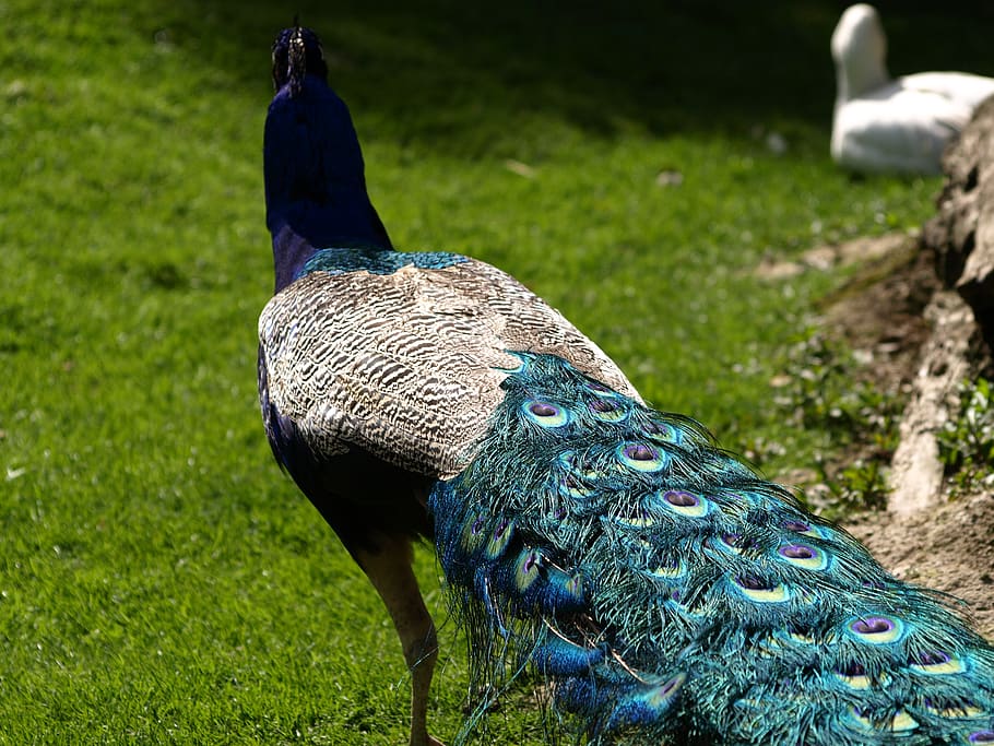 pluma de pavo real de cerca