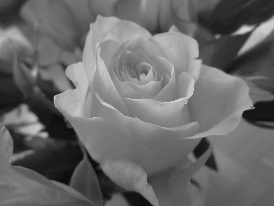rose, black and white, flower, nature, rose bloom, mourning, bloom, blossom, flowering plant, beauty in nature