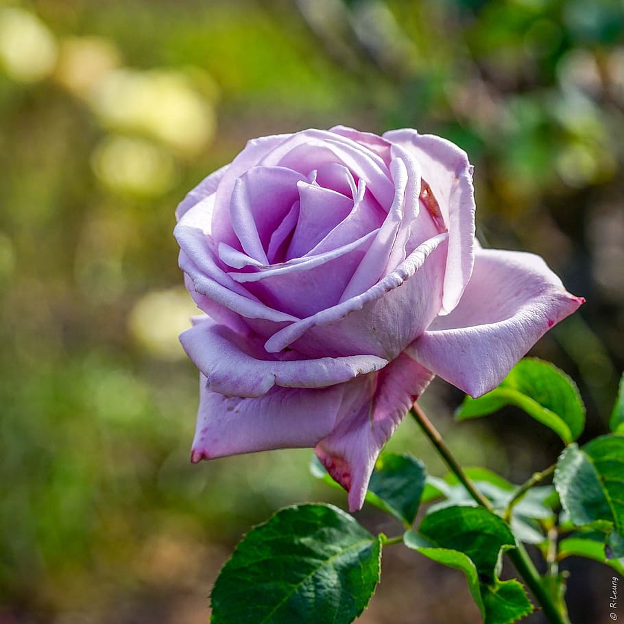 rare natural rose colors