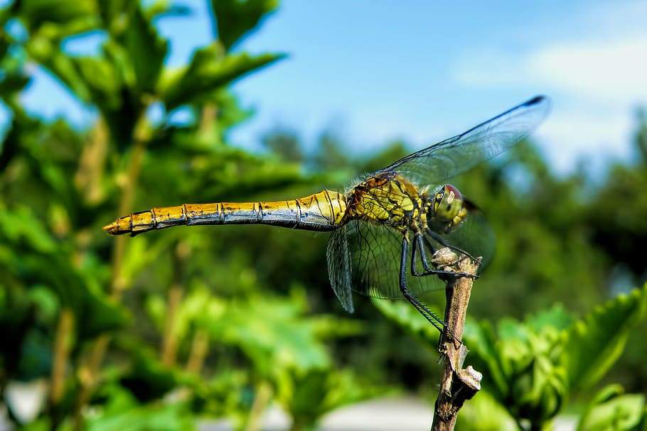 dragonfly, insect, wing, creature, nature, flight insect, one animal, animal themes, animal wildlife, full length