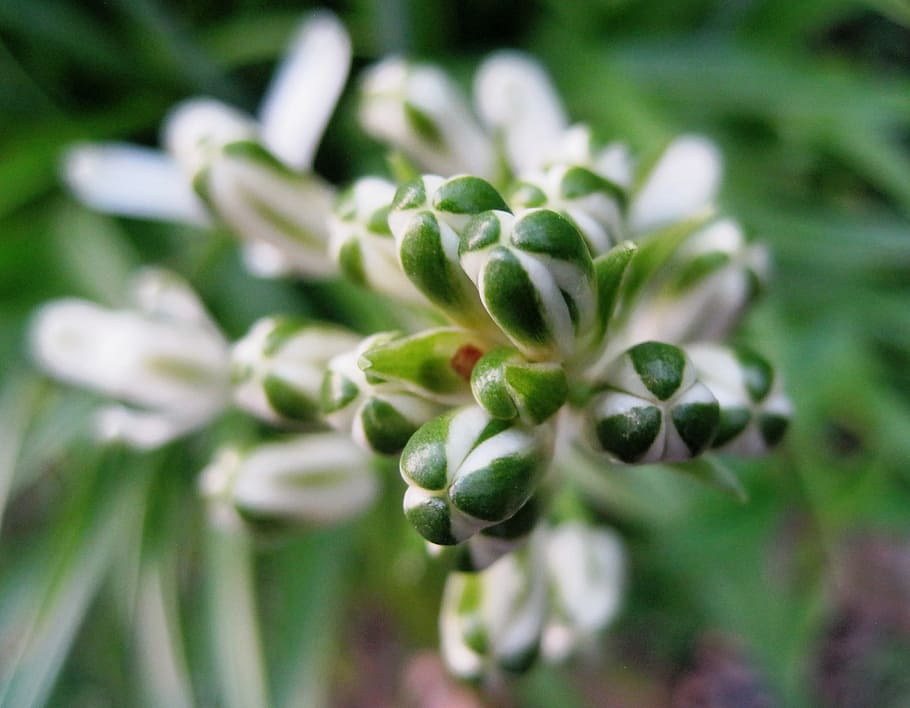 flowers, buds, green, white, segmented, garden, growth, plant, green color, close-up