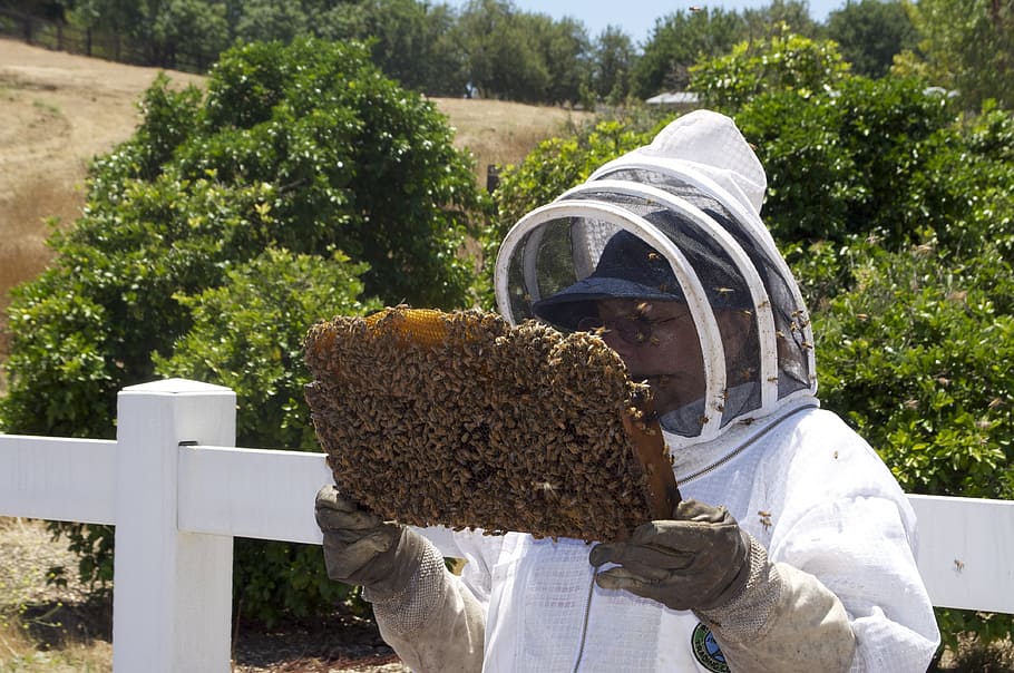 man, holding, honeycomb, filled, bees, honey, honeybee, honey jar, bee, insects
