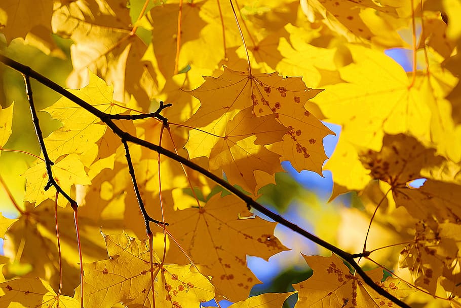 musim gugur, keindahan, cat, daun, kuning, merah, rusia, pesona, jalan-jalan, kenyamanan