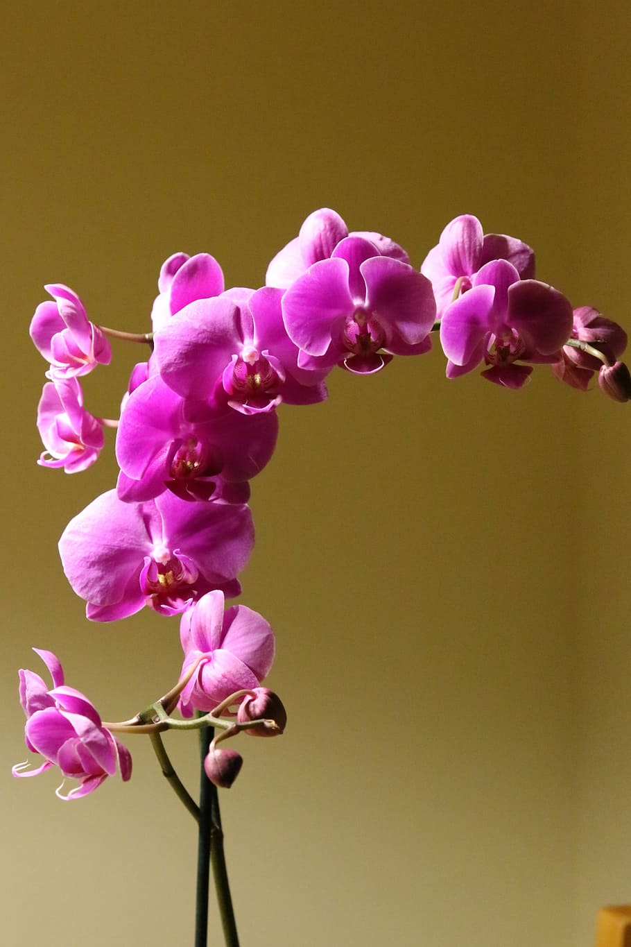 Orchid, Flower, Plant, Pink, orchid, flower, nature, pink Color, springtime, flower Head, close-up