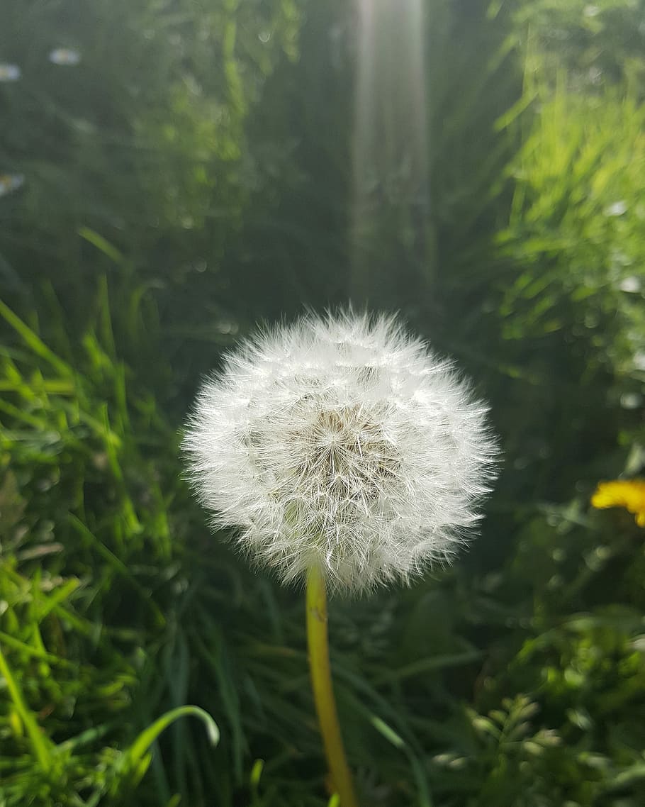 Dandelion Sun Ray Ray Flower Flower Growth Fragility Nature Freshness Plant Vulnerability Pxfuel