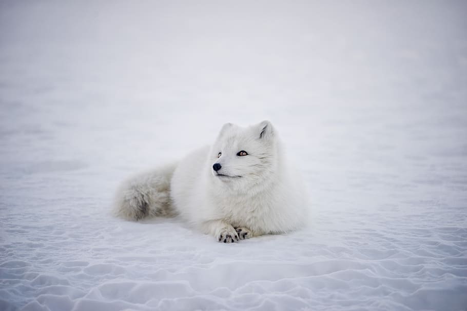 white, fox, animal, wildlife, snow, winter, outdoor, nature, cold temperature, animal themes