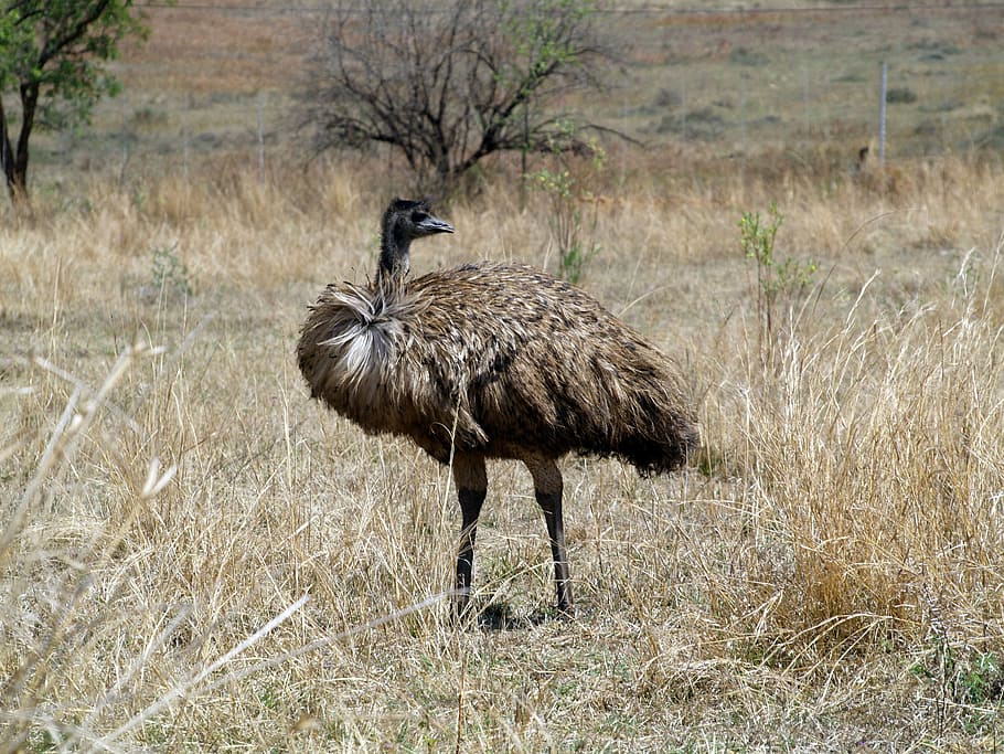 Emu Bird, Mpumalanga, Sudáfrica, animales en la naturaleza, fauna animal, temas de animales, pájaro, animal, un animal, vertebrado