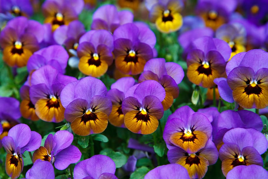 purple-and-brown petaled flowers, pansy, background, bloom, blossom, colorful, detail, flora, floral, flower