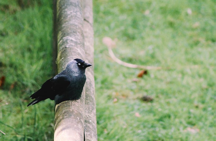 jackdaw, corvid, bird, dark, black, crow, corvidae, animal, beak, plumage