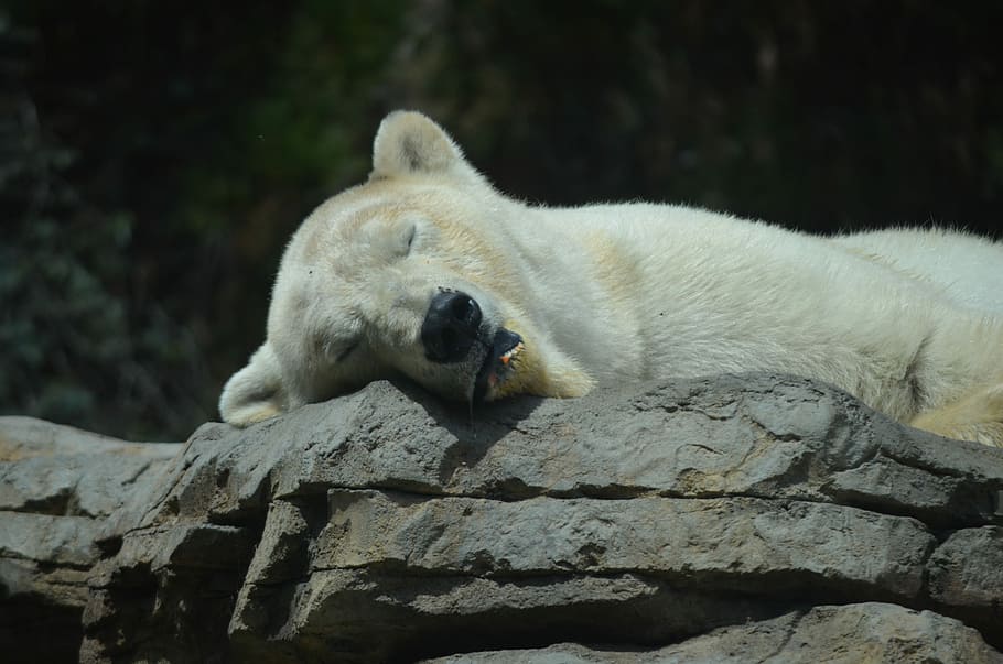 sleeping, polar, bear, lying, gray, rock, daytime, san diego zoo, polar bear, animal