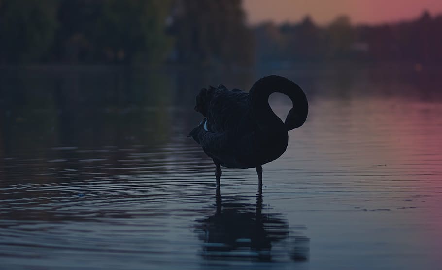 silhouette photo, bird, standing, water, silhouette, flamingo, body, animal, dark, reflection