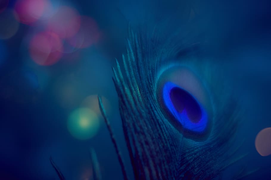 Royalty-free peacock wallpaper photos free download | Pxfuel