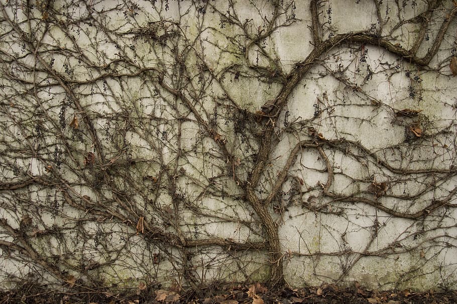 ivy, dinding, menjalar, tanaman merambat, bingkai penuh, latar belakang, tidak ada orang, pola, bertekstur, menanam