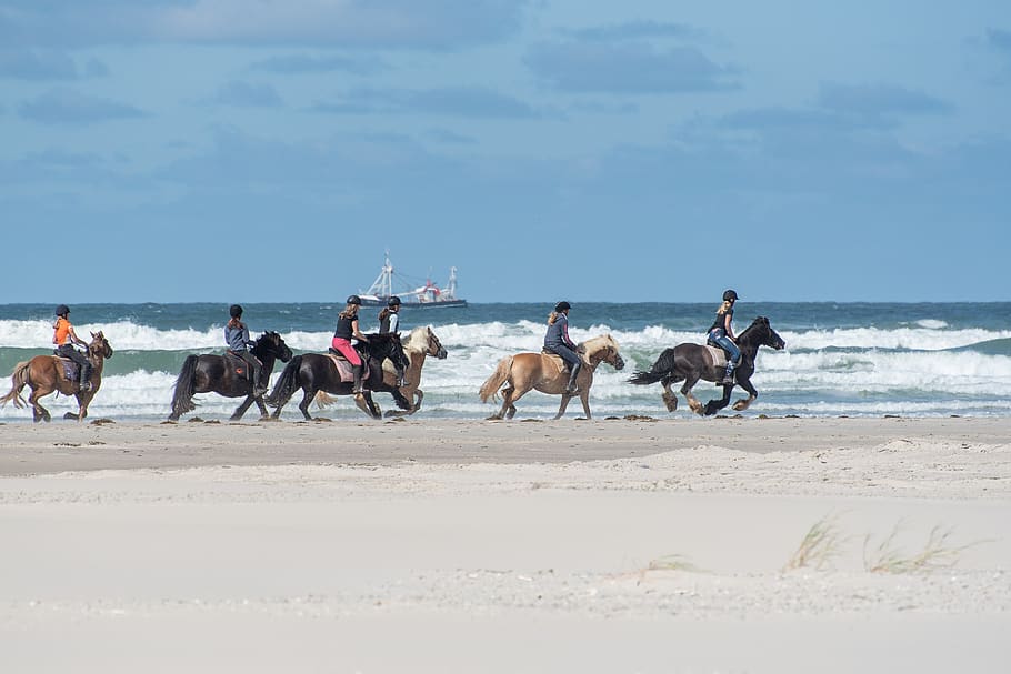 horses, beach, sand, sea, water, coast, landscape, riding, people, fryslân