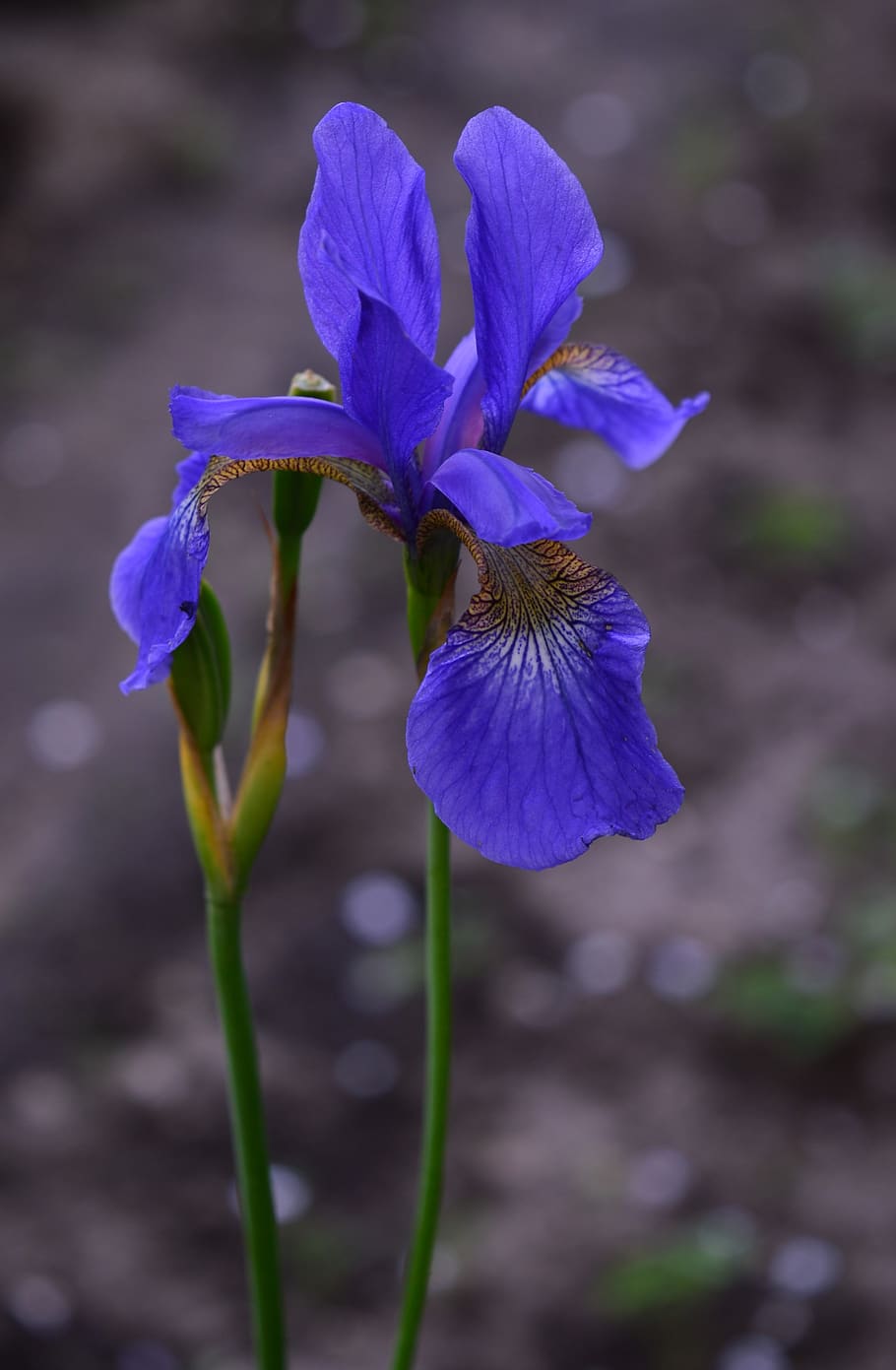 iris, azul, flor, naturaleza, jardín, plantas, planta floreciente,  fragilidad, belleza en la naturaleza, vulnerabilidad | Pxfuel