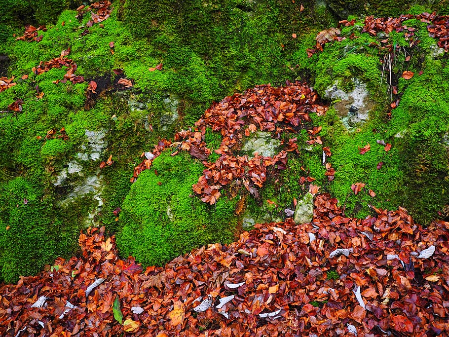 stones, leaves, autumn, moss, stone, bemoost, green, overgrown, of course, forest