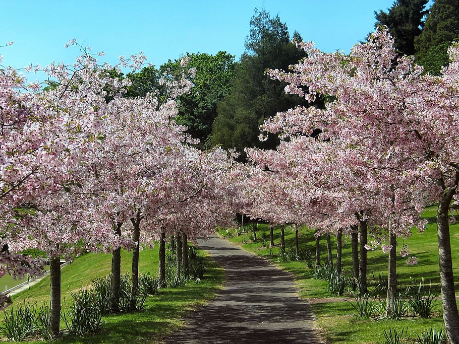 rosa, cereza, flor, árboles foto en línea, tomada, durante el día, flor de  cerezo, callejón de cerezos, flores rosadas, árboles | Pxfuel