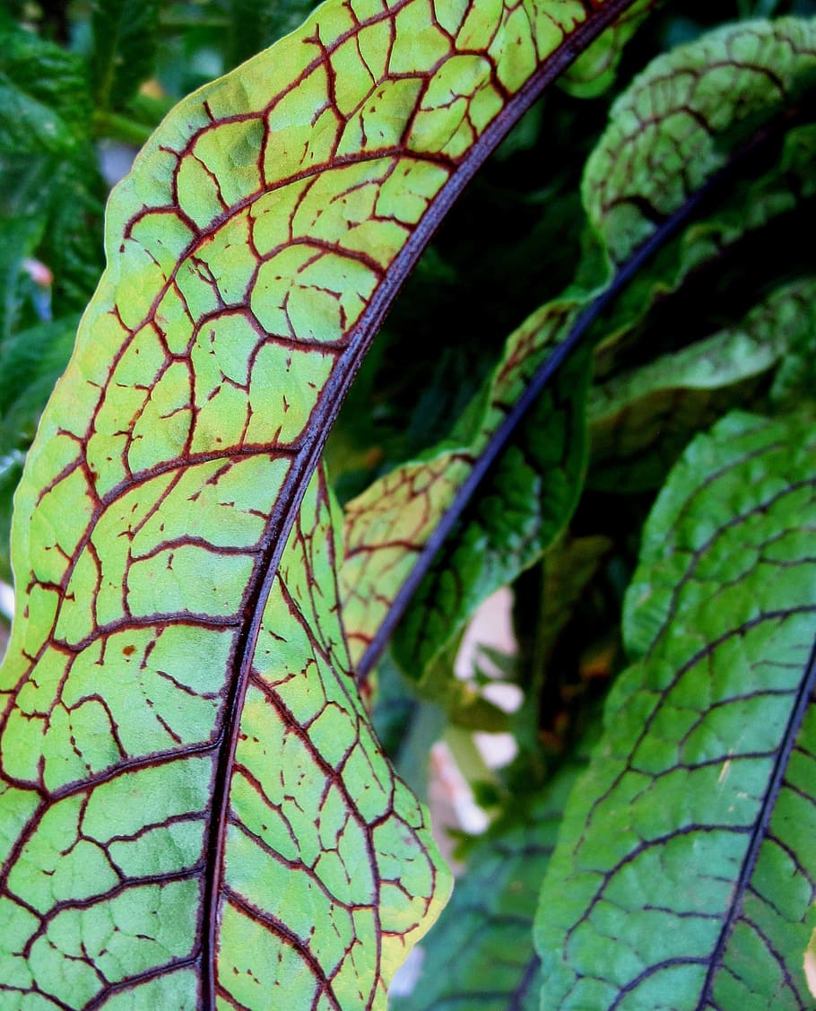 Leaves, Edible, Veining, green, red veining, sorrel, plant, green color, leaf, close-up