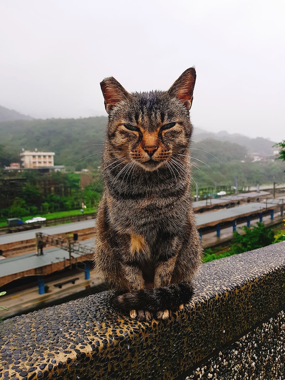 cat, taiwan, animal, nature, village, travel, cuteness, wild, one animal, animal themes