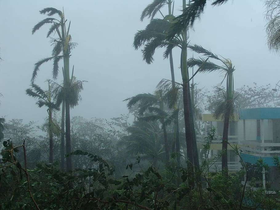 palmeiras, furacão, devastação, destruição, desastre natural, desastre, destruído, força da natureza, avançar, natureza